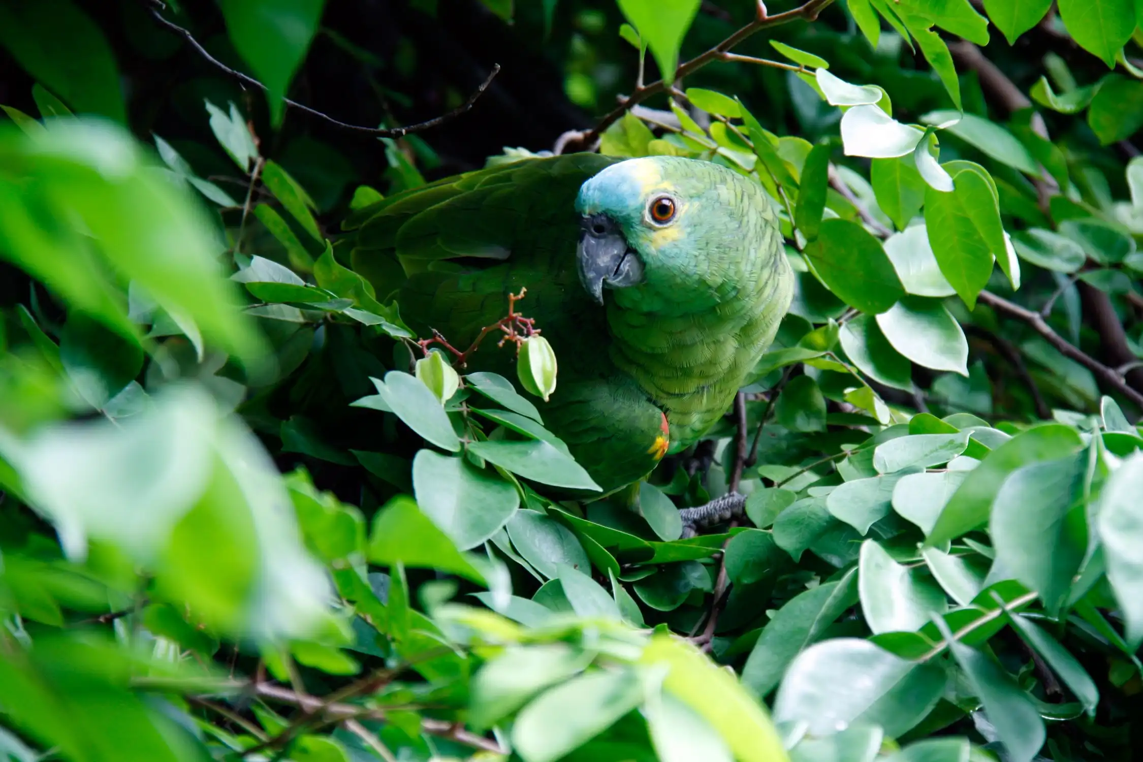 Periquito, foto de Claire Thibault